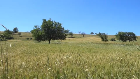 Close-up of wheat ears in the field, wheat ears video, wheat farming and whea Video stock 201268156
