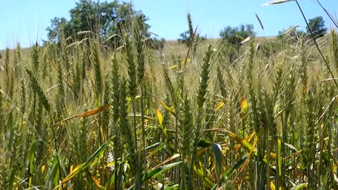 Close-up of wheat ears in the field, wheat ears video, wheat farming and whea 스톡 동영상 201268354
