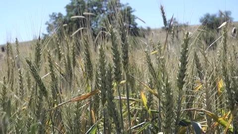Close-up ,of wheat ears, in the field, wheat, ears video, wheat farming, whea Stock Footage 201268373