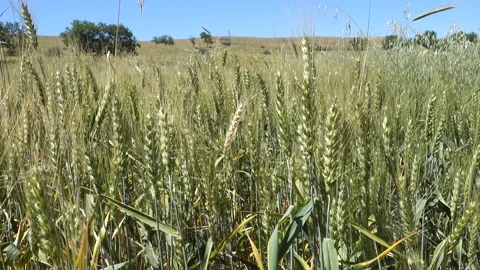 Close-up of wheat ears in the field, wheat ears video, wheat farming and whea Vídeo Stock 201268392