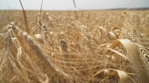 Close up of wheat ears, field of wheat in a summer day. Harvesting period. Video stock 221819139