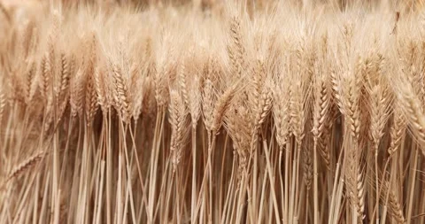 Close up of wheat ears, field of wheat in a summer day. Harvesting period Stock Footage 237380861