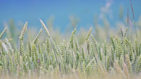 Close up of wheat ears, field of wheat in a summer day. Slow motion 120 fps Vídeo Stock 278655457
