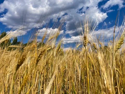 Close up of wheat ears, field of wheat in a summer day. Harvesting period Stock Photos