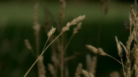 Close up on wheat ears Stock-Footage 73891223