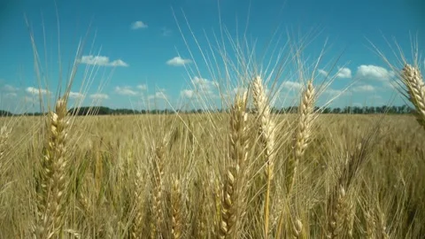 Close up of wheat ears on light wind at sunny day. Golden wheat field over blue Video stock 156519658
