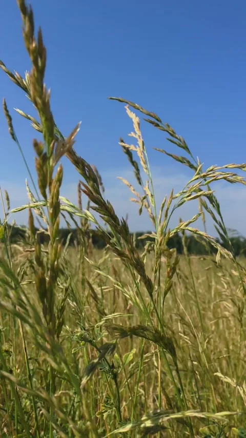 Close up of wheat ears on light wind at sunny day. Stock Footage 165239455