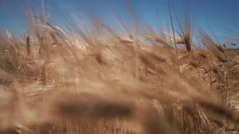 Close up of wheat ears on light wind at sunny day. Golden wheat field Stock Footage 199942757