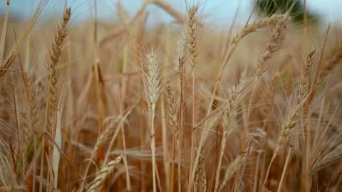 Close up of wheat ears on light wind at sunny day. Golden wheat field over blue Video stock 202652117