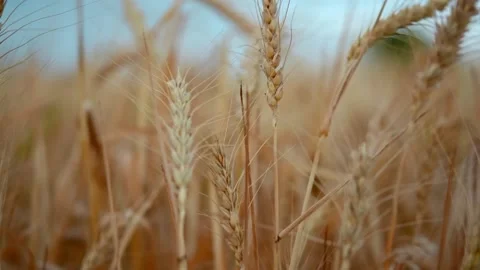 Close up of wheat ears on light wind at sunny day. Golden wheat field over blue Vidéo 202652120