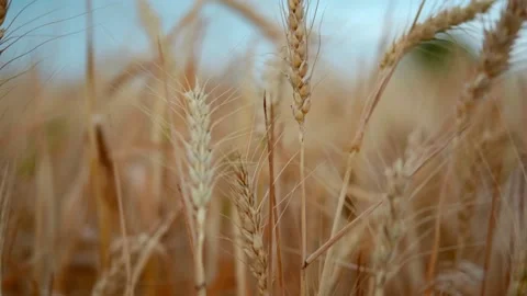 Close up of wheat ears on light wind at sunny day. Golden wheat field over blue Video stock 202652121