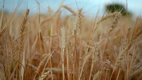 Close up of wheat ears on light wind at sunny day. Golden wheat field over blue 스톡 동영상 202652147