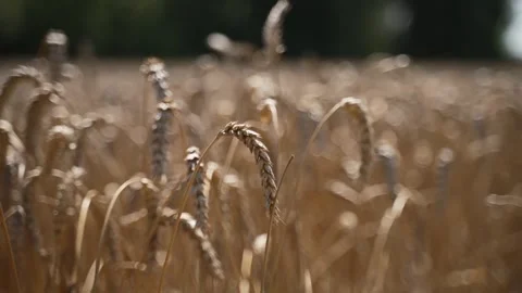 Close up of wheat ears on light wind at sunny day.  Stock Footage 280677282