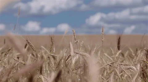 Close-up of wheat ears moving in the wind in the field Stock Footage 52998553