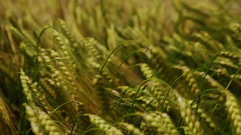 Close-up of wheat ears moving in the wind. Golden ears of wheat sway in wind in Stock Footage 311946338