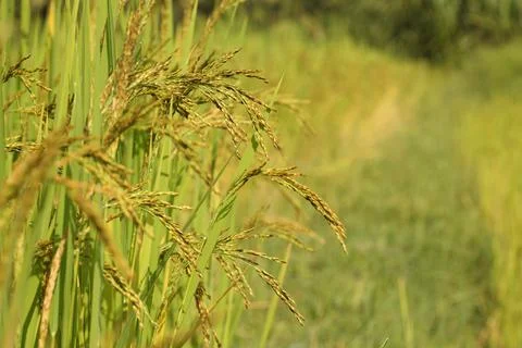 Close up of wheat ears Foto stock