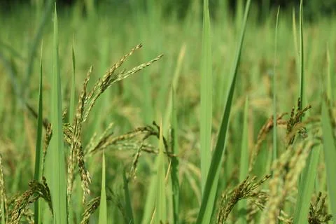Close up of wheat ears Stock Photos