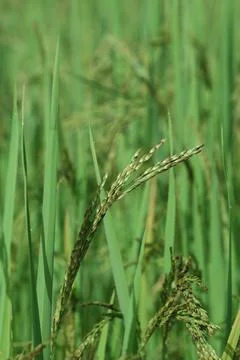 Close up of wheat ears Foto stock