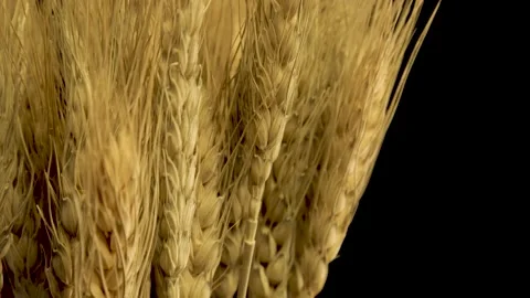 Close Up Of Wheat Ears Rotating On Dark Background Stock Footage 149805459