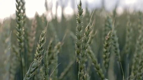 Close-Up of Wheat Ears in a Serene Field Swaying Gently at Sunrise in the Stock Footage 280673938