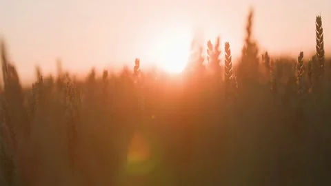Close up of wheat ears on sunlight wind at sunny day. Golden wheat field on Stock Footage 207754261