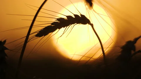 Close-up of wheat ears on the sunset background 스톡 동영상 172554220