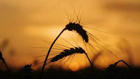 Close-up of wheat ears on the sunset background 스톡 동영상 172556179