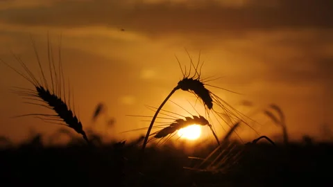 Close-up of wheat ears on the sunset background 스톡 동영상 172556370