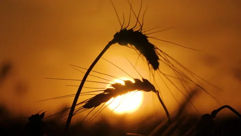 Close-up of wheat ears on the sunset background 스톡 동영상 172556475