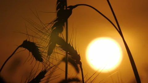 Close-up of wheat ears on the sunset background 스톡 동영상 172556595
