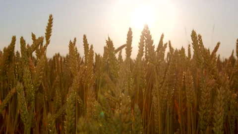 Close-up of wheat ears swaying in the wind against the sunset sky Video stock 273839890