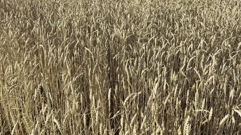 Close-up of wheat ears swaying in the wind Stock Footage 313938108