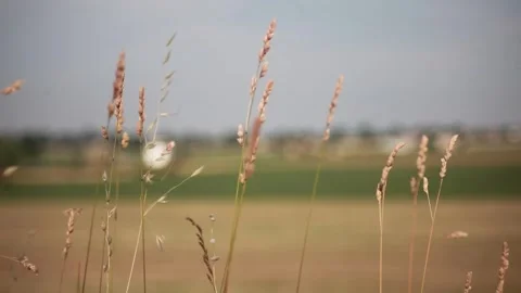 Close up wheat ears swaying in wind with blurred golden field background. 動画素材 336181685