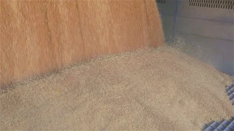 Close-up of wheat falling, loading wheat into a silo Vidéo 118931374