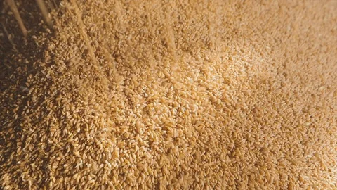Close-up of wheat falling, loading wheat into a silo Stockbeeldmateriaal 121880889
