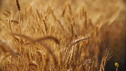 Close Up Wheat Field in 4K Stock Footage 114563589