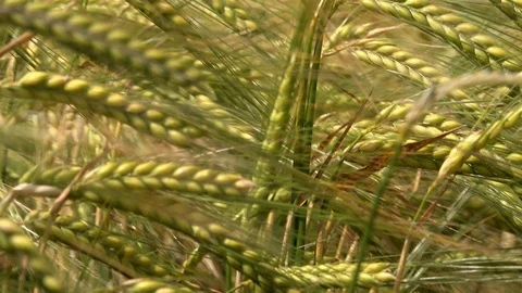 Close up of wheat field blowing in the wind background UK 4K Stock Footage 111244699