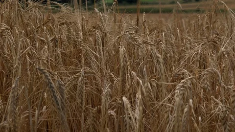 Close up of wheat field blowing in the wind UK 4K Stock Footage 112173858