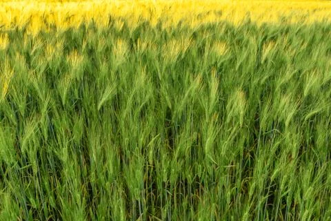Close up of a wheat field at dusk Stock Photos