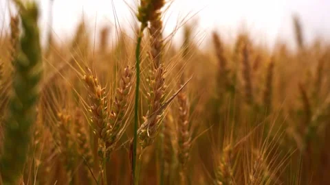 Close Up of Wheat Field at Ear Height – Immersive 4K Nature Shot Stock Footage 311203555