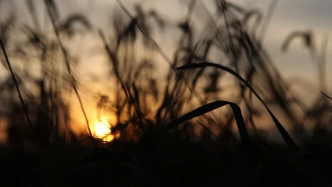 Close up Wheat Field Evening   Stock Footage 92090832