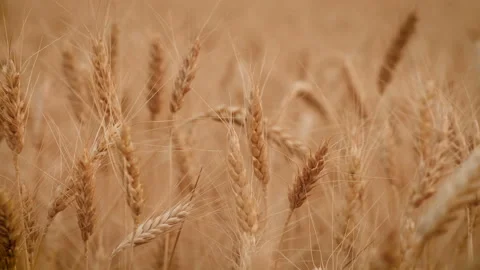 Close up of a wheat field. 스톡 동영상 92140694