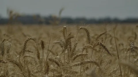 Close up of wheat field Stock Footage 125084187