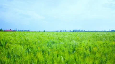 Close-up of wheat field grain wheat swaying in the wind Stock Footage 257856749