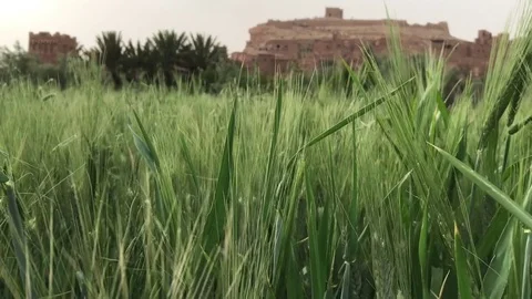 Close up of wheat field near an ancient village in Morocco Stock Footage 80482903