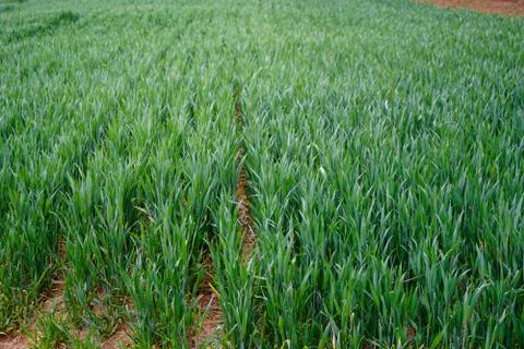 Close up of wheat in a field Stock Photos