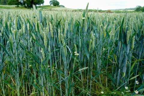 Close up of wheat in a field Stockfoto's