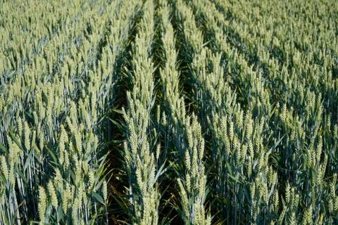 Close up of wheat in a field 写真素材