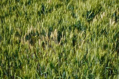 Close up of wheat in a field Photos