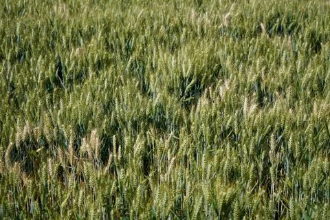 Close up of wheat in a field Stockfoto's